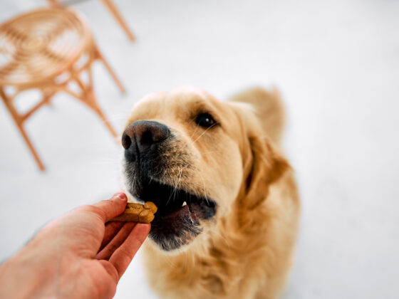 Small Signs That Point to Big Insights About Your Dog’s Health